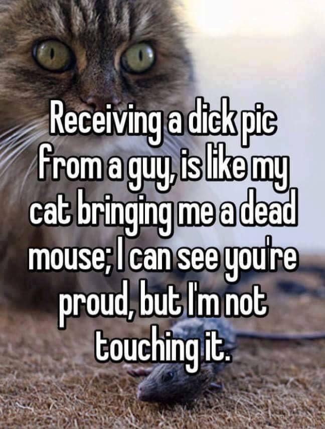 receiving a dick pic from a guy - Ovo Receiving a dick pic from a guy, is my cat bringing me a dead mouse; I can see youre proud, but Im not touching it.