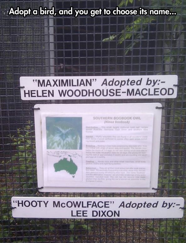 hooty mcowlface - Adopt a bird, and you get to choose its name... "Maximilian Adopted by Helen WoodhouseMacleod Southern Boobook Owl Ninox booboo Delete L'Hooty Mcowlface Adopted by Lee Dixon