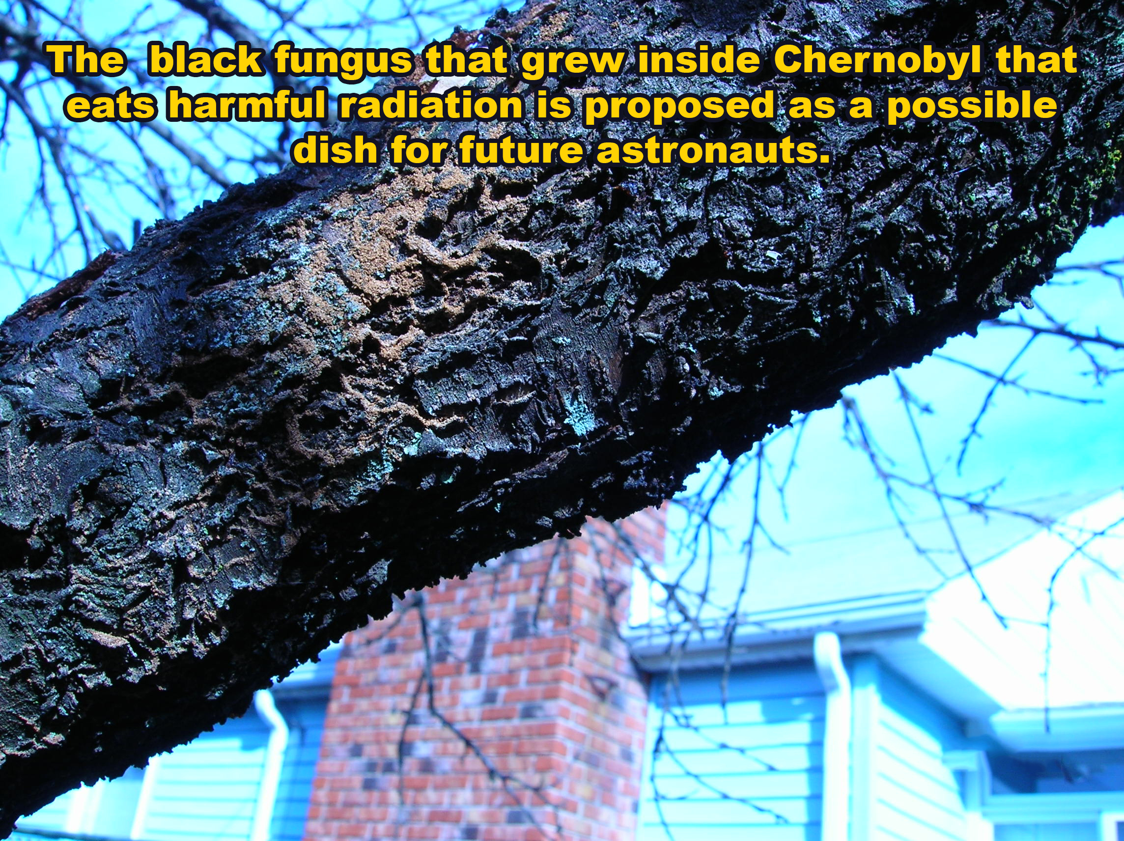 tree - The black fungus that grew inside Chernobyl that eats harmful radiation is proposed as a possible dish for future astronauts.