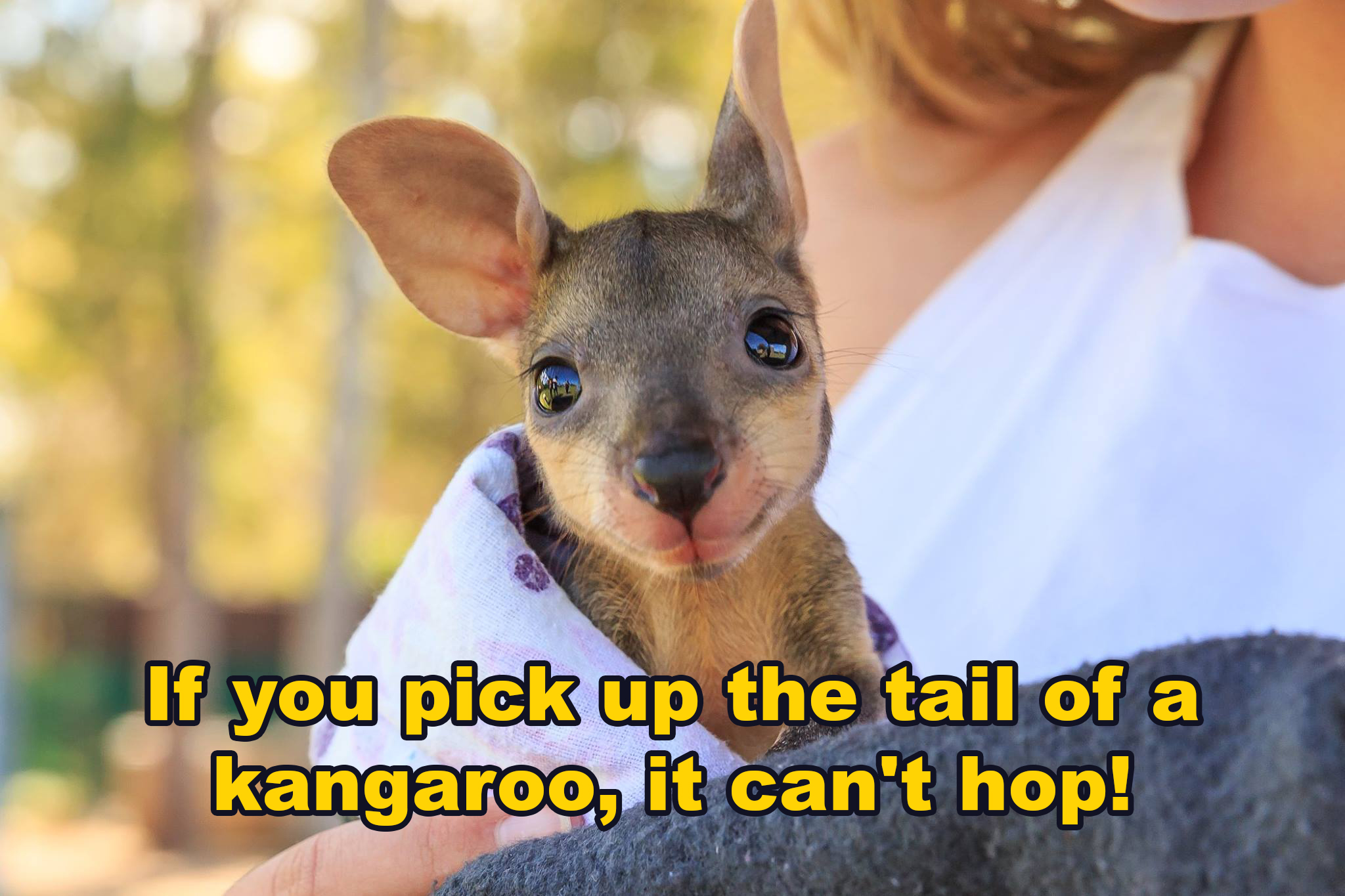 baby kangaroo - If you pick up the tail of a kangaroo, it can't hop!