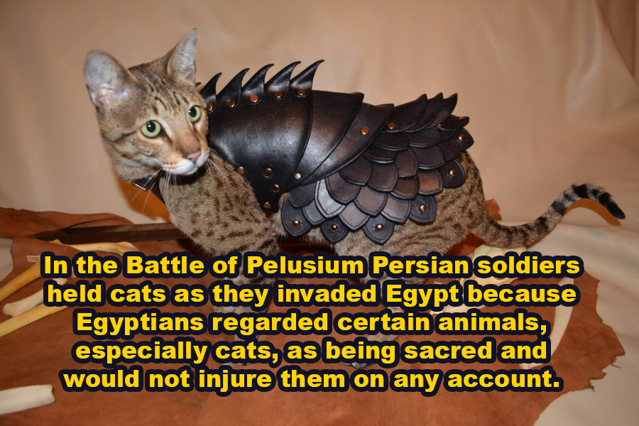 cat armor - In the Battle of Pelusium Persian soldiers held cats as they invaded Egypt because Egyptians regarded certain animals, especially cats, as being sacred and would not injure them on any account.