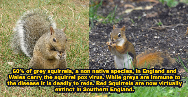 fox squirrel - A 60% of grey squirrels, a non native species, in England and Wales carry the squirrel pox virus. While greys are immune to the disease it is deadly to reds. Red Squirrels are now virtually extinct in Southern England.