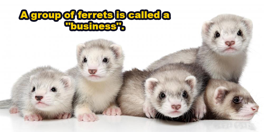 Agroup of ferrets is calleda "business