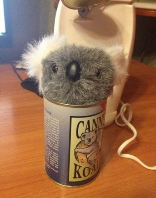 Turns Out You Can Order a Canned Koala From Australia