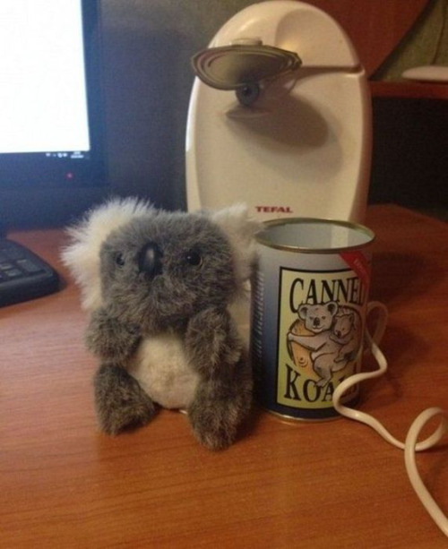 Turns Out You Can Order a Canned Koala From Australia