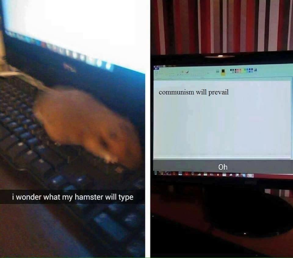 wonder what my hamster will type - communism will prevail Oh i wonder what my hamster will type