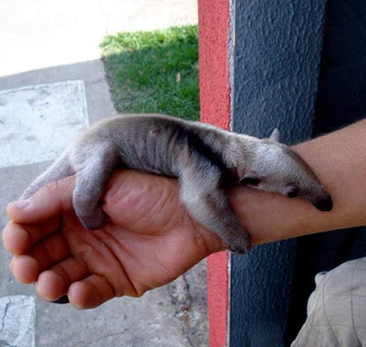 baby anteater
