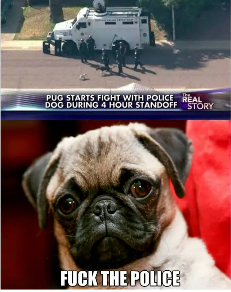 pug police meme - Pug Starts Fight With Police Real Dog During 4 Hour Standoff Story Fuck The Police
