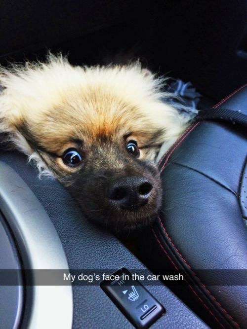 puppy in car wash - My dog's face in the car wash