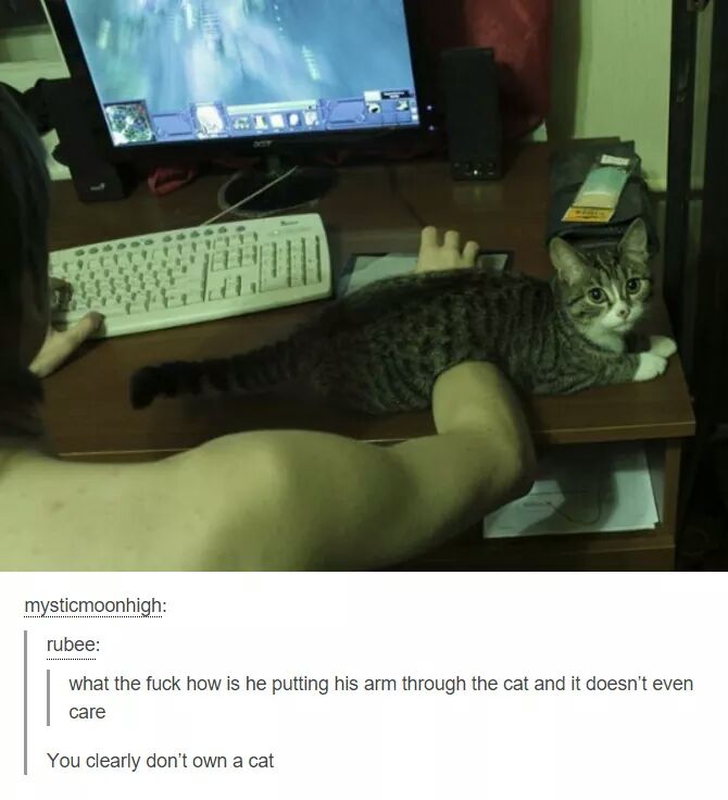 you own a cat meme - mysticmoonhigh rubee what the fuck how is he putting his arm through the cat and it doesn't even care You clearly don't own a cat