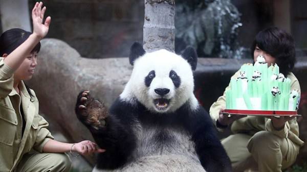 statistics panda birthday funny