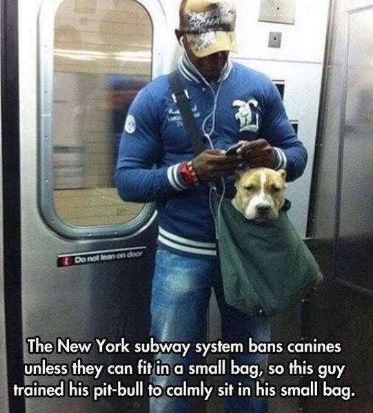 new york subway memes - Do not lean on doo The New York subway system bans canines unless they can fit in a small bag, so this guy trained his pitbull to calmly sit in his small bag.