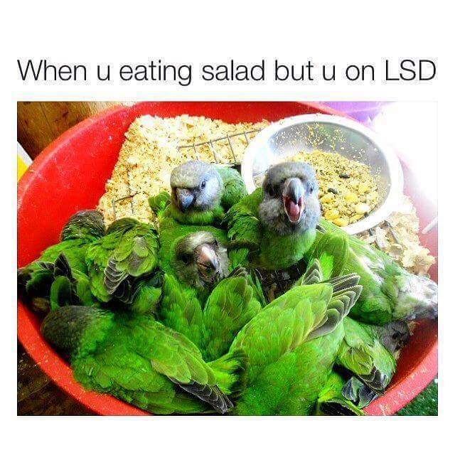 parrot salad - When u eating salad but u on Lsd