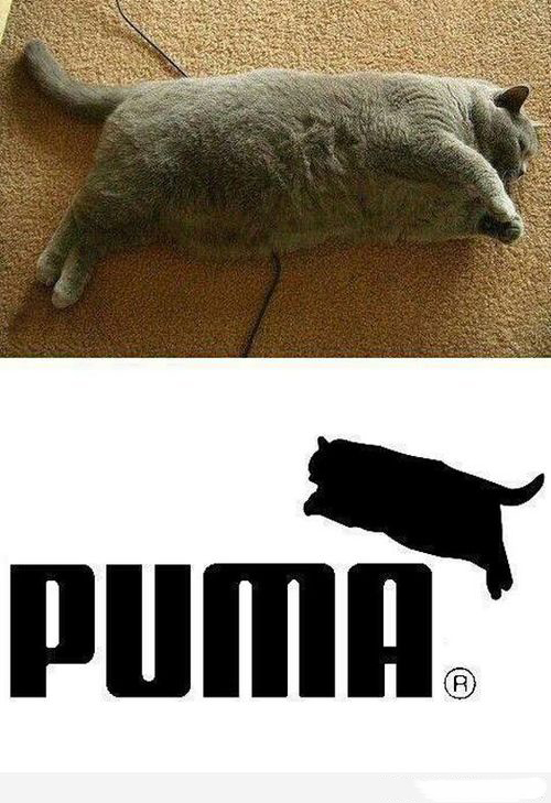 puma meme - Puma