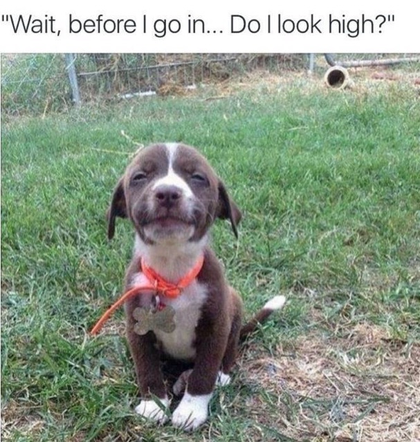 meme stream - puppies smiling - "Wait, before I go in... Do I look high?"