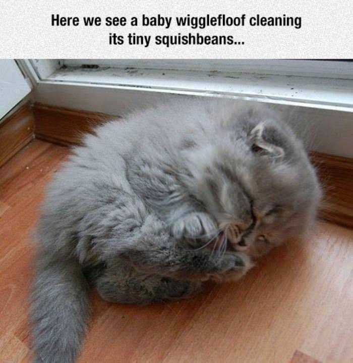 sleeping cats - Here we see a baby wigglefloof cleaning its tiny squishbeans...