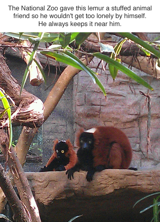Cheezburger, Inc. - The National Zoo gave this lemur a stuffed animal friend so he wouldn't get too lonely by himself. He always keeps it near him.