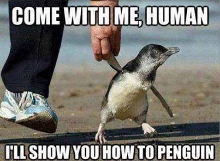 funny penguins - Come With Me Human I'Ll Show You How To Penguin
