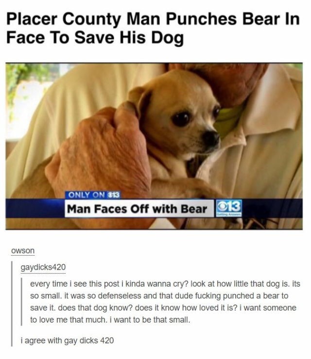 man punches bear to save dog - Placer County Man Punches Bear In Face To Save His Dog Only On 813 Man Faces Off with Bear 013 Owson gaydicks420 every time i see this post i kinda wanna cry? look at how little that dog is. its so small. it was so defensele
