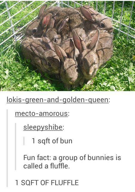 1 square foot of bunnies - lokisgreenandgoldenqueen mectoamorous sleepyshibe 1 sqft of bun Fun fact a group of bunnies is called a fluffle. 1 Sqft Of Fluffle