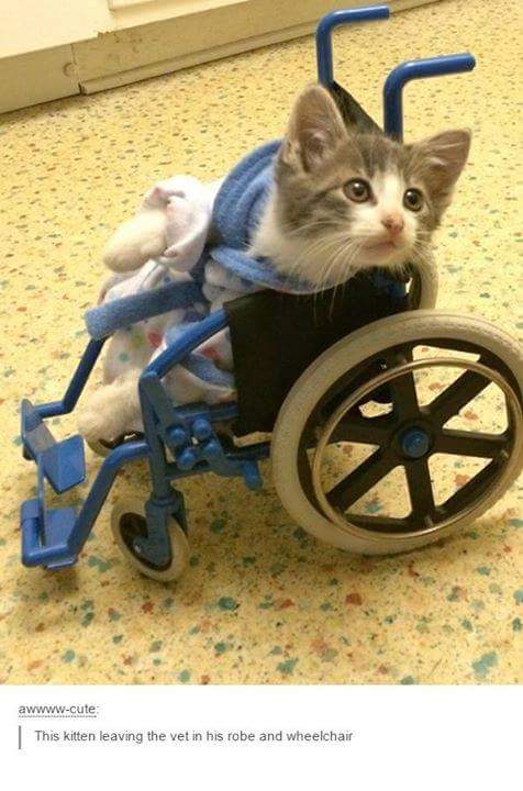 cats in wheelchairs - awwwwcute This kitten leaving the vet in his robe and wheelchair