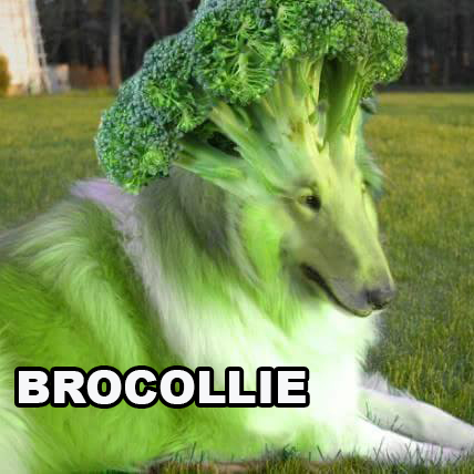 broccoli dog meme