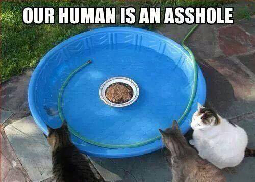 cat food pool - Our Human Is An Asshole
