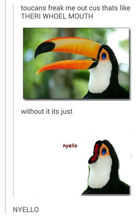toucan funny - toucans freak me out cus thats Theri Whoel Mouth without it its just nyello Nyello