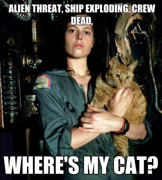 alien meme where's my cat - Alien Threat, Ship Exploding, Crew Dead, Where'S My Cat?