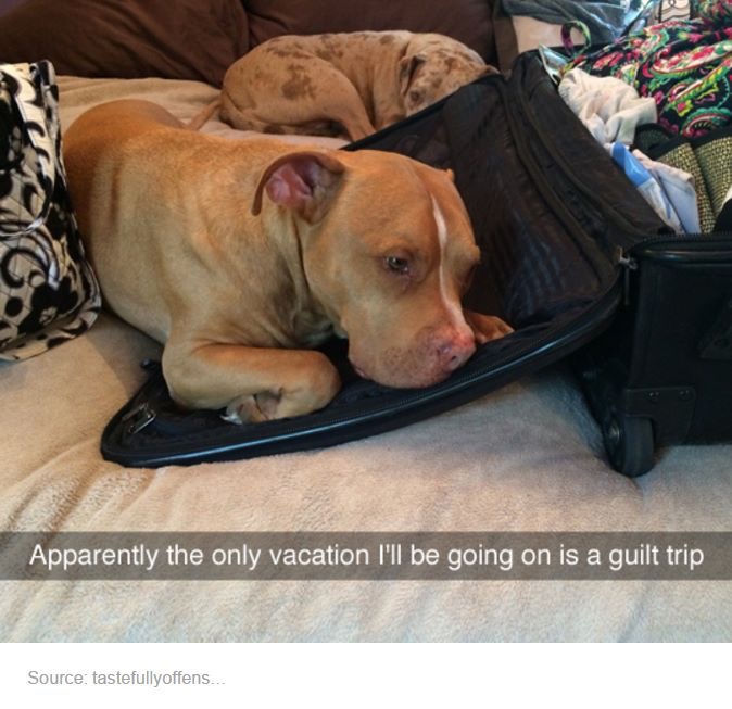 guilt trip dog meme - Apparently the only vacation Ml be going on is a guilt trip Source tastefullyoffens...