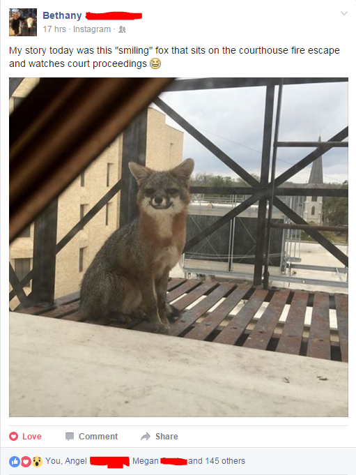 photo caption - Bethany 17 hrs Instagram My story today was this "smiling" fox that sits on the courthouse fire escape and watches court proceedings Love Comment Oo You, Angel Megan and 145 others
