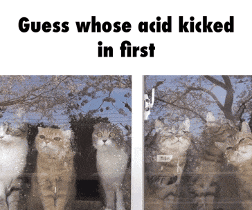 real life doodle gif - Guess whose acid kicked in first