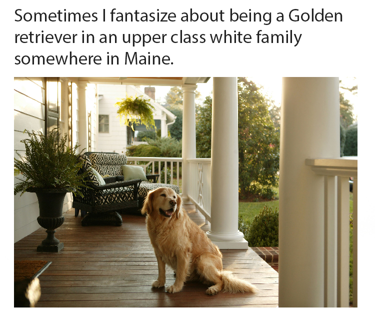 golden retriever upper middle class family - Sometimes I fantasize about being a Golden retriever in an upper class white family somewhere in Maine.