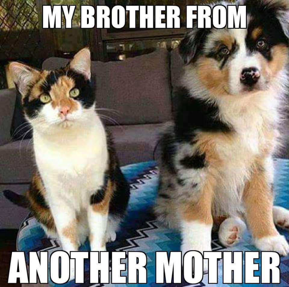 funny dog and cat memes - My Brother From Another Mother