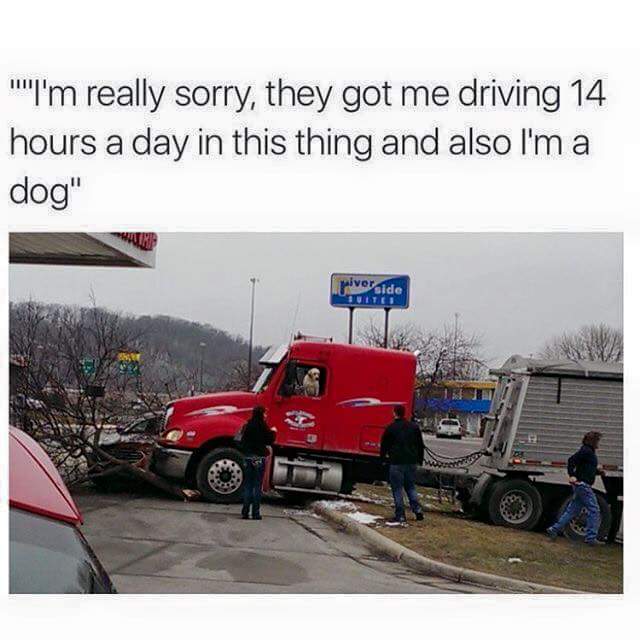 dog drive truck - ""I'm really sorry, they got me driving 14 hours a day in this thing and also I'm a dog" verside