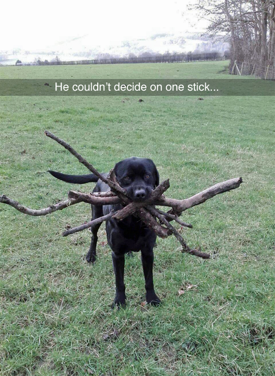 funny dog posts on facebook - He couldn't decide on one stick... 42