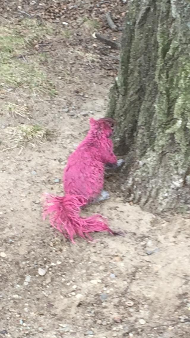 wtf pink squirrels