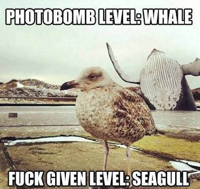 photobomb whale - Photobomb Level Whale Fuck Given Level Seagull