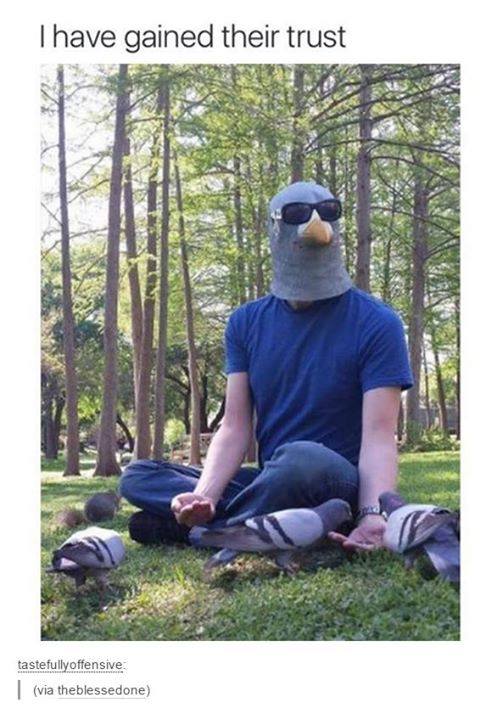 dude in a pigeon mask - Thave gained their trust tastefullyoffensive via theblessedone