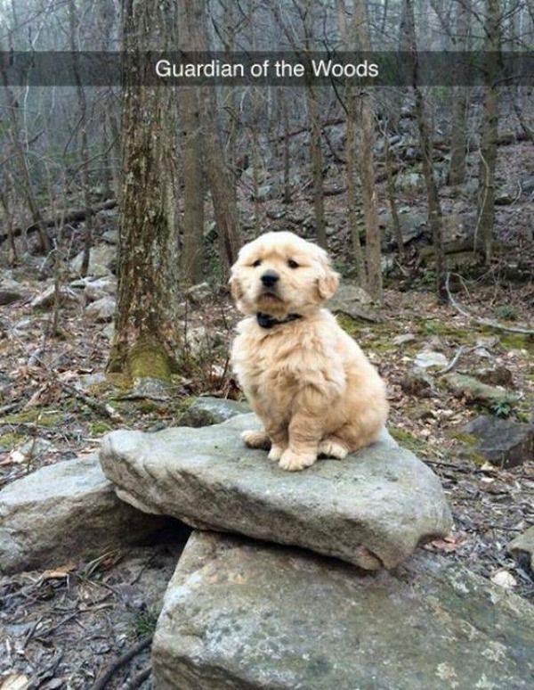 majestic golden retriever puppy - Guardian of the Woods