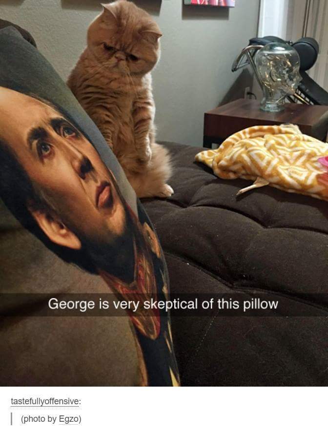 offensive pillow - George is very skeptical of this pillow tastefullyoffensive photo by Egzo