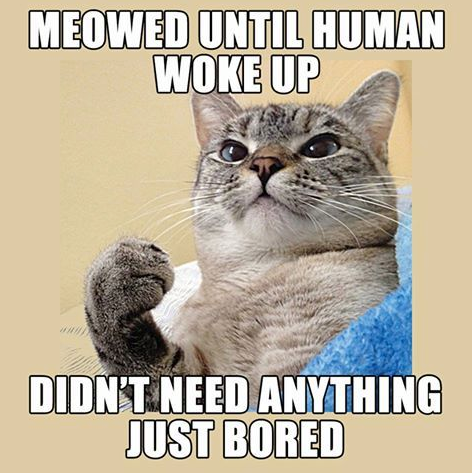 cat waking you up meme - Meowed Until Human Woke Up Didn'T Need Anything Just Bored