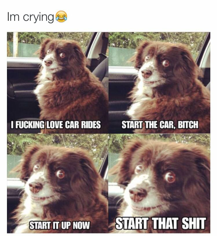 savage animal memes - Im crying I Fucking Love Car Rides Start The Car, Bitch Start It Up Now Start That Shit