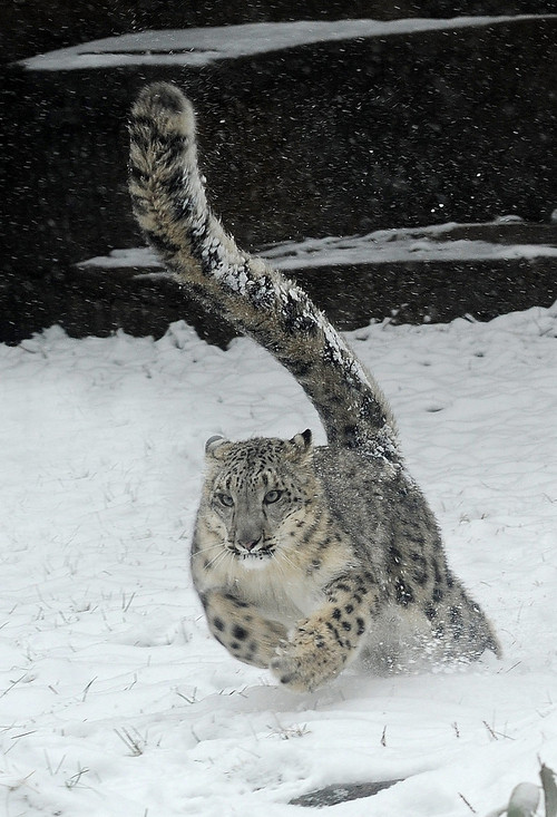 snow leopard running