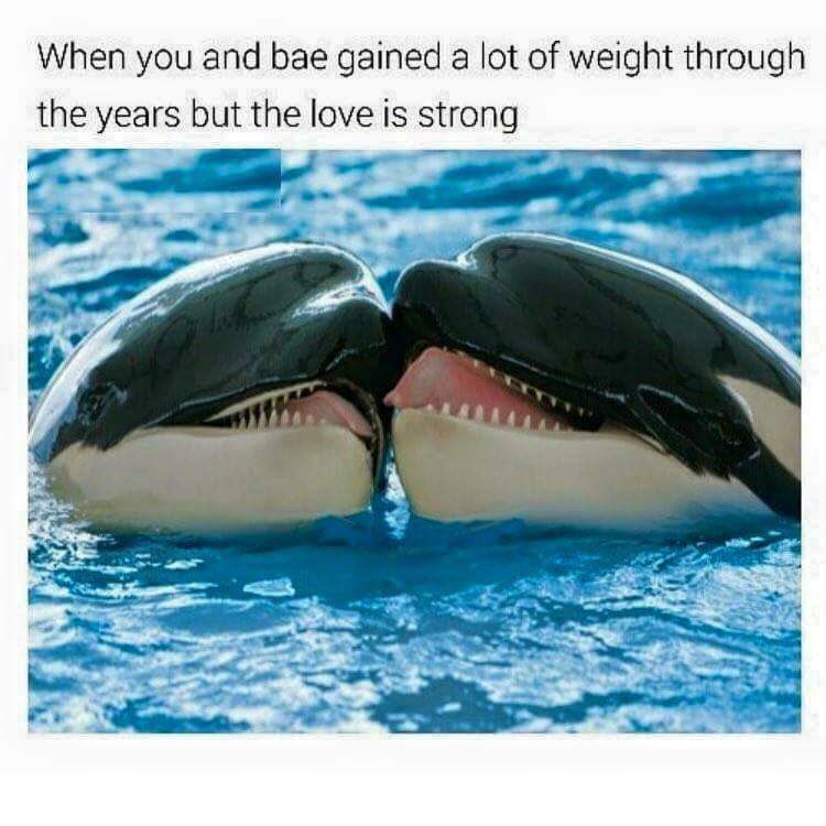 orca cute - When you and bae gained a lot of weight through the years but the love is strong