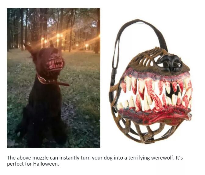 dog muzzle - The above muzzle can instantly turn your dog into a terrifying werewolf. It's perfect for Halloween.