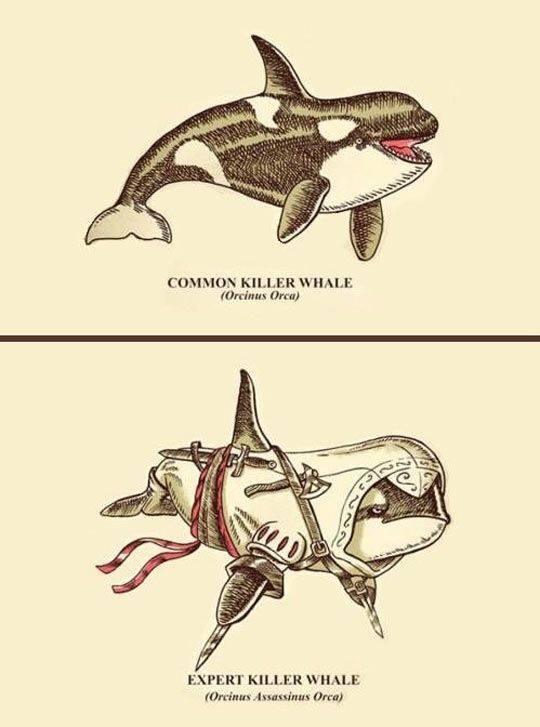 assassin whale - Common Killer Whale Orcinus Oreo Expert Killer Whale Orcinus Assassinus Orca