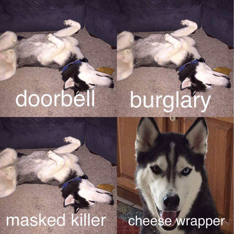 dog hears cheese wrapper - doorbell burglary masked killer cheese wrapper