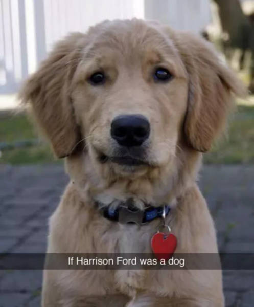 dog harrison ford - If Harrison Ford was a dog