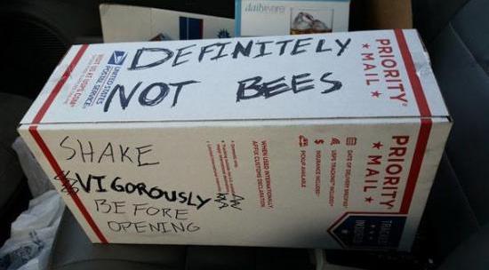 definitely not bees - Definitely Lainot Bee Mail Priority Shake Vi Gorously 53 Be Fore Mail Priority Opening